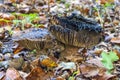 The lamellae are beautifully visible on these two blackening brittlegill (Russula nigricans) in the Clingendael park Royalty Free Stock Photo