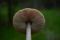 Lamellae interspersed with lamellulae, a mushroom seen from below Royalty Free Stock Photo