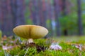 Lamellar mushroom grows in forest