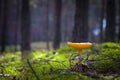 Lamellar mushroom grows in moss pine forest Royalty Free Stock Photo