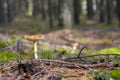 Lamellar mushroom grows in pine forest Royalty Free Stock Photo