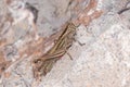 Lamenting grasshopper, Eyprepocnemis plorans, posed on a rock under the sun