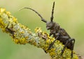 Lamia textor beatle on lichen in wildlife envirionment. Amazing beauty of animals wildlife
