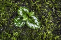 Lamiastrum galeobdolon leaf Royalty Free Stock Photo