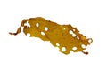 Kelp or laminaria or brown seaweed isolated transparent png