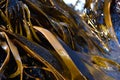 Laminaria ochroleuca alga. Atlantic coast of Portugal. Royalty Free Stock Photo