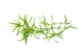 Laminaria Seaweed Isolated on White Background