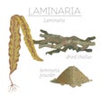 Laminaria