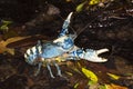 Lamington Spiny Crayfish Royalty Free Stock Photo