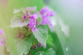 Spring blooms of meadow flowers on a sunny day. Lamium album or dead nettle Royalty Free Stock Photo