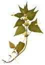 Lamium album - Herbarium sheet Royalty Free Stock Photo
