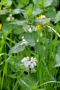 Lamium album - white archangel blooms in spring Royalty Free Stock Photo