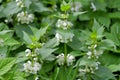 Lamium album - white archangel blooms in spring Royalty Free Stock Photo