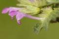 Lamium amplexicaule henbit dead-nettle common henbit or greater henbit delicate deep pink flowers