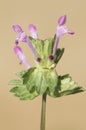 Lamium amplexicaule henbit dead-nettle common henbit or greater henbit delicate deep pink flowers