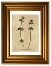 Lamium amplexicaule in herbarium Royalty Free Stock Photo