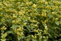 Lamium Royalty Free Stock Photo