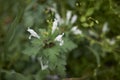 Lamium bifidum flowers Royalty Free Stock Photo