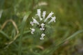 Lamium bifidum flowers Royalty Free Stock Photo