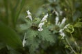 Lamium bifidum flowers Royalty Free Stock Photo