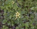 Lamium galeobdolon, yellow archangel, artillery plant, aluminium plant, yellow weasel-snout