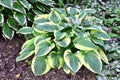 Lamium growing on Hosta in Michigan garden Royalty Free Stock Photo