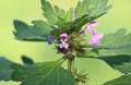 Lamium hybridum Royalty Free Stock Photo