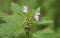 Lamium hybridum Royalty Free Stock Photo