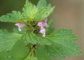 Lamium hybridum Royalty Free Stock Photo