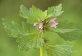 Lamium hybridum Royalty Free Stock Photo