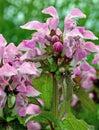 Lamium maculatum 'Chequers'