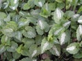 Lamium maculatum close up Royalty Free Stock Photo