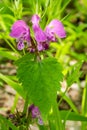 Lamium maculatum. Lamb nettle, deaf nettle, white nettle, cuckoo nettle medicinal plant.