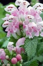 Macro of Lamium maculatum \'Pink Pewter\' Flowers
