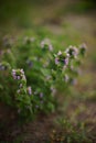 Lamium purpureum. Biennial herbaceous plant. Wild purple flowers grow in sunny field