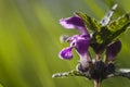 Lamium purpureum