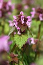 Lamium purpureum