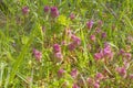 Lamium Purpureum flowers or purple dead-nettle in grassland, springtime