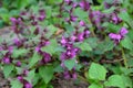 Lamium purpureum, known as red dead-nettle