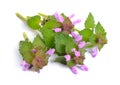 Lamium purpureum, known as red dead-nettle, purple dead-nettle,