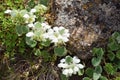 Lamium tomentosum flower in nature