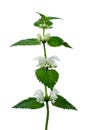 Lamium White Royalty Free Stock Photo