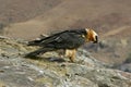 Lammergeier Bearded vulture