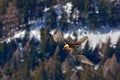 Lammergeier or Bearded Vulture, , flying bird above rock forest mountain. Rare bird, fly with snow, animal in stone habitat, Royalty Free Stock Photo