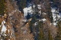 Lammergeier or Bearded Vulture, , flying bird above rock forest mountain. Rare bird, fly with snow, animal in stone habitat, Royalty Free Stock Photo