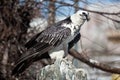 Lammergeier, Bearded Vulture, Gypaetus barbatus Royalty Free Stock Photo