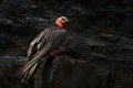 Lammergeier or Bearded Vulture , Gypaetus barbatus, detail portrait of rare mountain bird, sitting on the rock, animal in stone