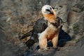 Lammergeier or Bearded Vulture, Gypaetus barbatus, detail portrait of rare mountain bird, sitting on the rock, animal in stone hab Royalty Free Stock Photo