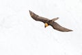 Lammergeier or Bearded Vulture, Gypaetus barbatus, flying bird above rock mountain. Rare mountain bird, fly with snow, animal in Royalty Free Stock Photo