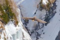 Lammergeier or Bearded Vulture, Gypaetus barbatus, flying bird above rock mountain. Rare mountain bird, fly with snow, animal in Royalty Free Stock Photo